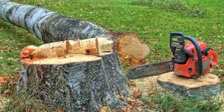 Best Tree Cabling and Bracing  in Dakota City, NE