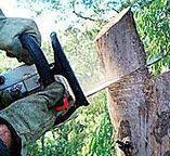 Best Firewood Processing and Delivery  in Dakota City, NE