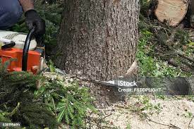 Lawn Pest Prevention in Dakota City, NE