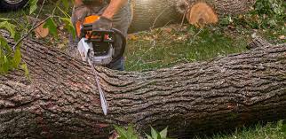 Best Tree Mulching  in Dakota City, NE