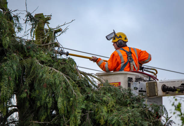 Best Tree Maintenance Programs  in Dakota City, NE