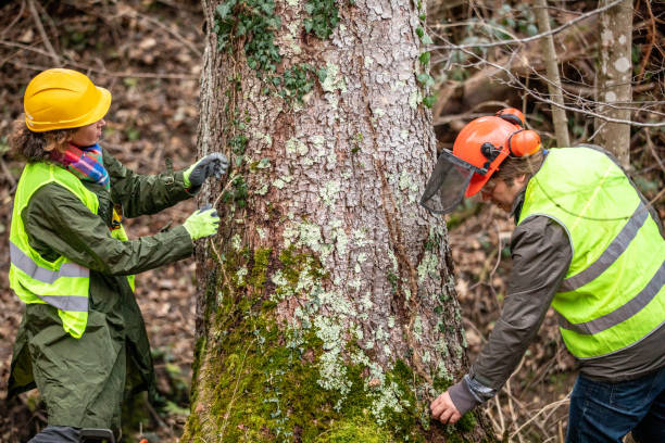 Professional Tree Care in Dakota City, NE