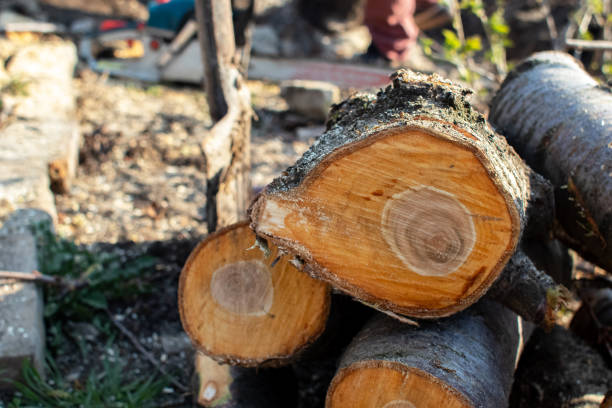Reliable Dakota City, NE Tree Care Solutions
