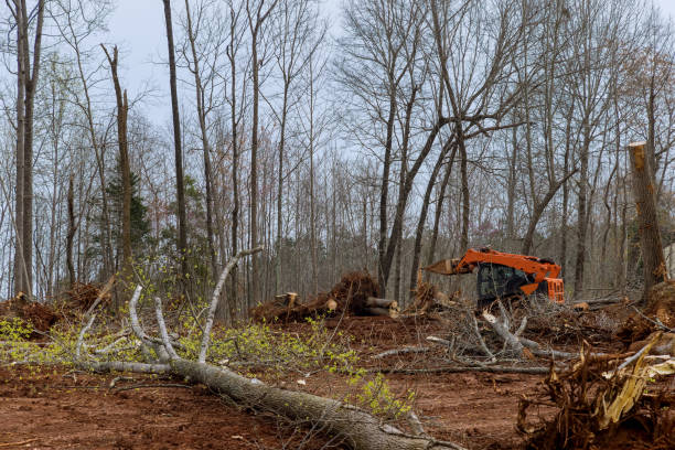 Best Storm Damage Tree Cleanup  in Dakota City, NE