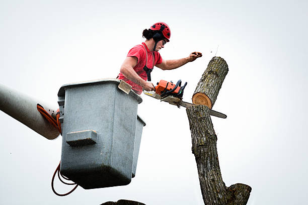 Best Hedge Trimming  in Dakota City, NE