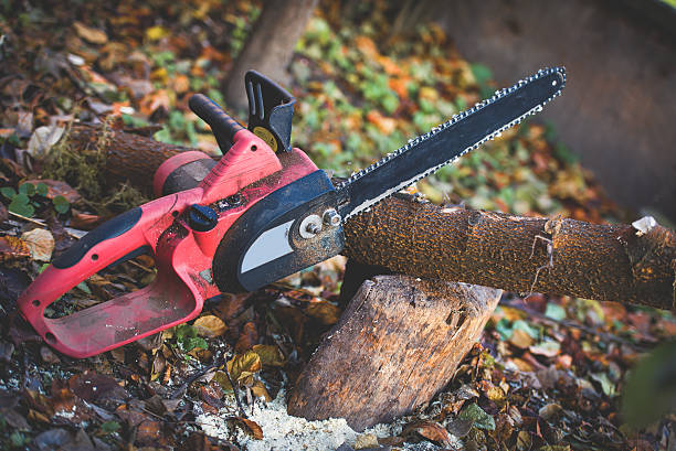Best Root Management and Removal  in Dakota City, NE