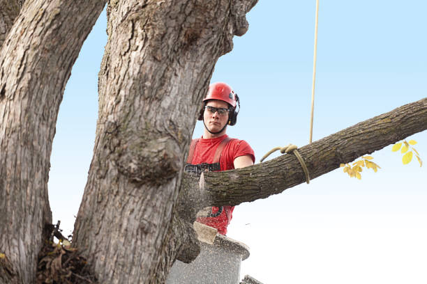 Best Tree Trimming and Pruning  in Dakota City, NE